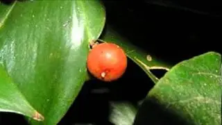 Flora canaria (Gibalbera) "Semele androgyna"