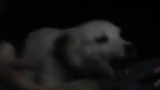 Собачка Бэлла.