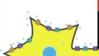 Nervous System: Part 4 - Action Potential