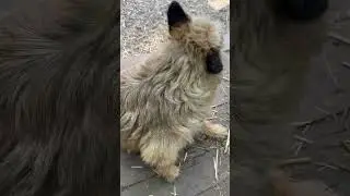 Собака мать Зефирка и малышарики