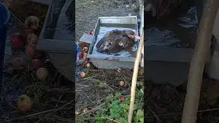 Счастье индоутки.