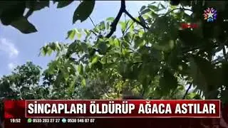 SİNCAPLARI ÖLDÜRÜP AĞACA ASTILAR