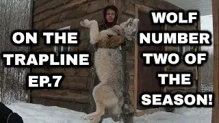 On the Trapline Ep. 7 - Wolf #2, Snaring Wolves with Wolfmaster Power Rams!