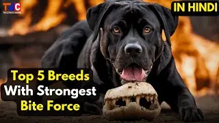 TOP 5 Dog Breeds With The Strongest Bite Force!