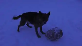 Собака Ураган борется с чуркой