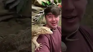 Rare Albino Asian Water Monitor! #shorts #reptiles #animals #lizard #dinosaur #science #albino