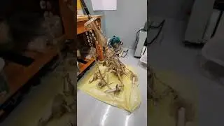 люстра