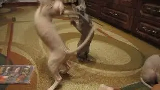 КОШКИ СФИНКС