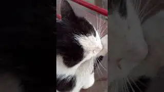 Кот дворовый ,магазинный.