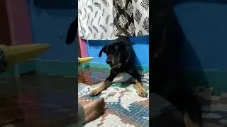candy#candy ka gussa#shorts#desidogs #sandycandy#indian#street#dog