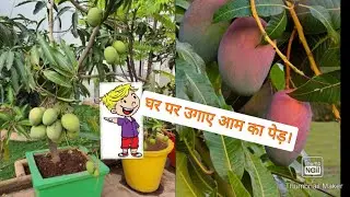 How to grow mango tree in pot|growing mango from seed.