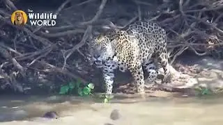 wild live world |lions attracts |sub entertainment |