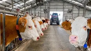 Dairy farm for the production of yogurt, milk, ayran and more! How does it work?