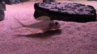Xenotilapia nigrolabiata red princess
