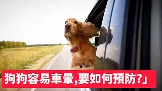 狗狗容易車暈,要如何預防?