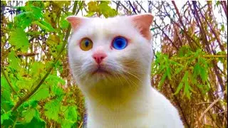 deaf domestic cat Alice has gone into the wild / cat video / cute video / nature