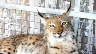 Trimming the lynx's claws! But that's not certain...