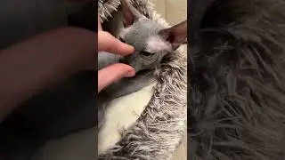 #сфинкс кусается) #sphynx #cat #shortsvideo #funny #kitten