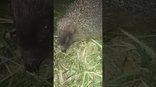 ёжик