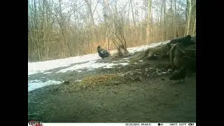 Trail Cam Backyard Pond February 20, 2023 #SDSG #freerangechickens #Michigan #winter