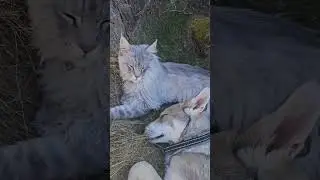 #влчак #волк #волки #кот #котики #собака #собакаулыбака #щенок