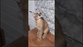 Каракал. дали на передержку