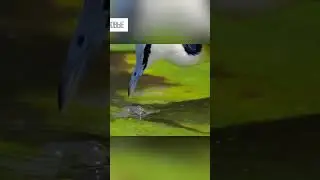 Почему у этой птицы шесть лап. Яканы