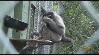 Birth of a Javan Gibbon