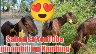 Sahod ko sa YouTube pinambili ko ng Kambing❤️❤️❤️