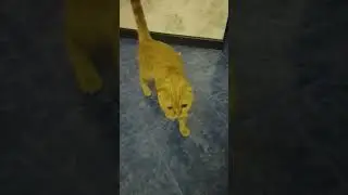 Апорт