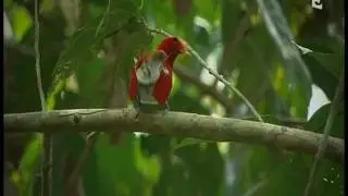 King bird-of-paradise display, paradisier Royal New Guinea parade
