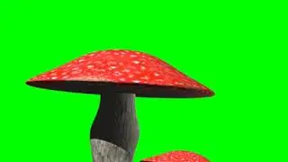 MUSHROOMS ON GREEN SCREEN