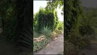 Ишодьян