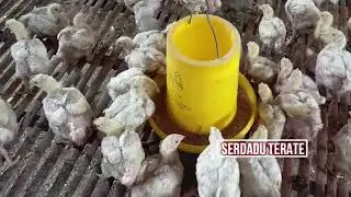 Jalan Jalan Ke Kandang Ayam Sambil Menikmati Keindahan Alam Kalimantan