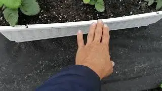 Клубника в Сибири. Тюмень. Моя первая плантация🍓