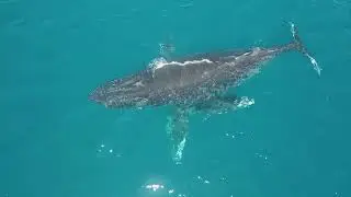 Whales in our backyard playground...Fiji