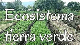 Ecosistema de Tierra Verde siembra, naturaleza, ser uno, vivir naturalmente, no trasgenicos