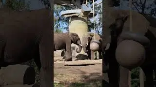 We Need to Talk About This Elephant!