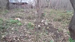 Белят деревья буратины наслушавшись болванов.