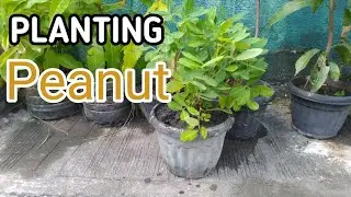 How To Plant Peanut | ⚜️ PLANT ZONE ⚜️