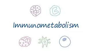 AbLearning™ - Episode 5: T Cell Immunometabolism