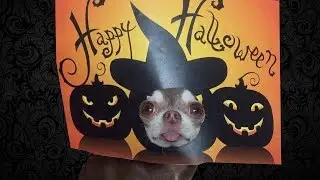 The dog meets Halloween. This is scary fun!