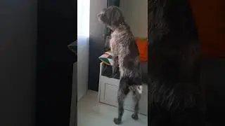 Что там такое🤨 #приколы #новосибирск #животные #слежка #собакин