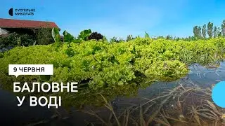 Через підняття рівня води у селі Баловне, що на Миколаївщині, затопило городи та садиби