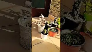 #shortvideo #shorts #viralshorts #shortsfeed