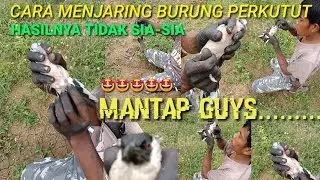 MENJARING_BURUNG_PERKUTUT