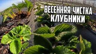 КЛУБНИКА весенняя чистка