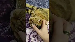 Старшая любимуша нежится