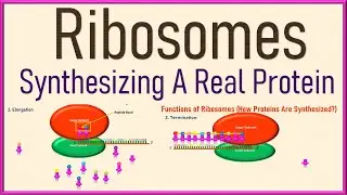 Ribosomes Cell Biology | Structure and Function | Protein Synthesis 3d Animation