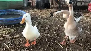 Silly geese talk nonstop